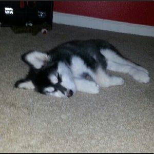 Meet your Posher, Abi